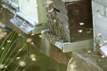 Ruches Miel Martin Abeilles